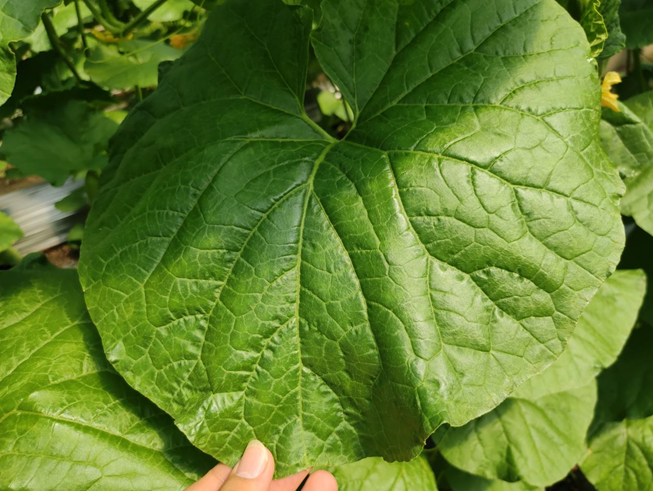 司普沃進口水溶肥怎么樣？專業(yè)技術(shù)老師來解答。