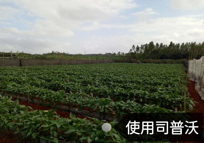 水溶肥的神奇奧秘，作物黃化也能治