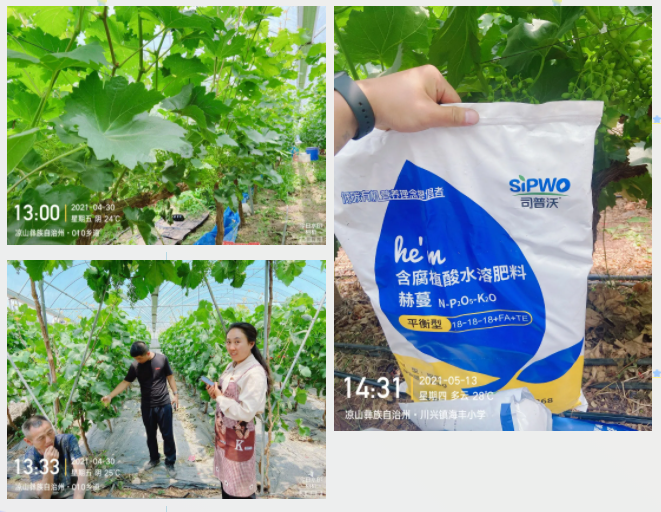 “氮、磷、鉀”三要素，你真吃透了嗎？