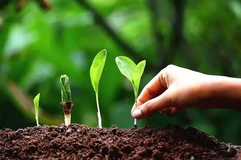 為什么你用了腐植酸會(huì)感覺沒效果？腐植酸如何正確使用，很多人不知道