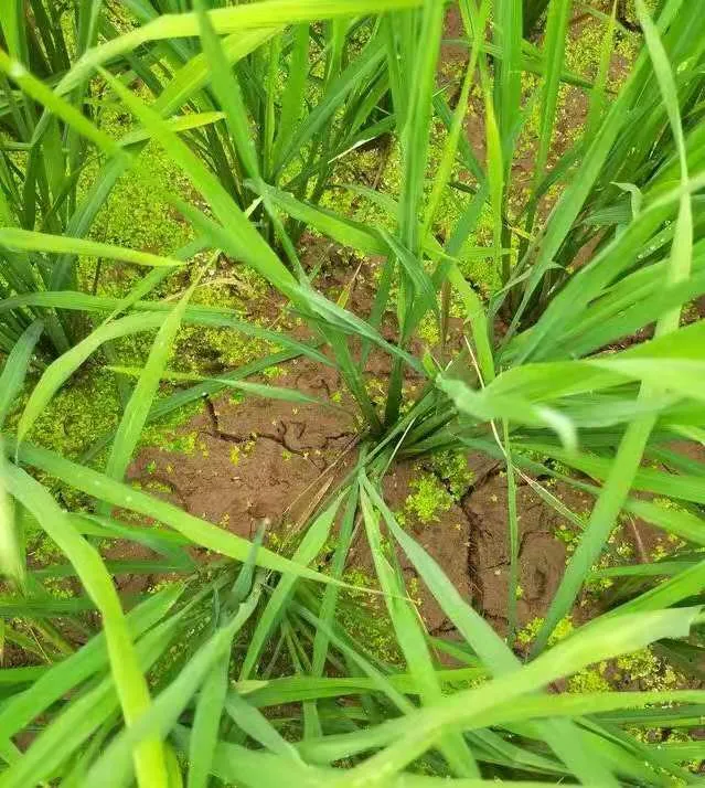 水稻為啥要排水曬田？水稻生長(zhǎng)到一定階段有必要排水曬田嗎？