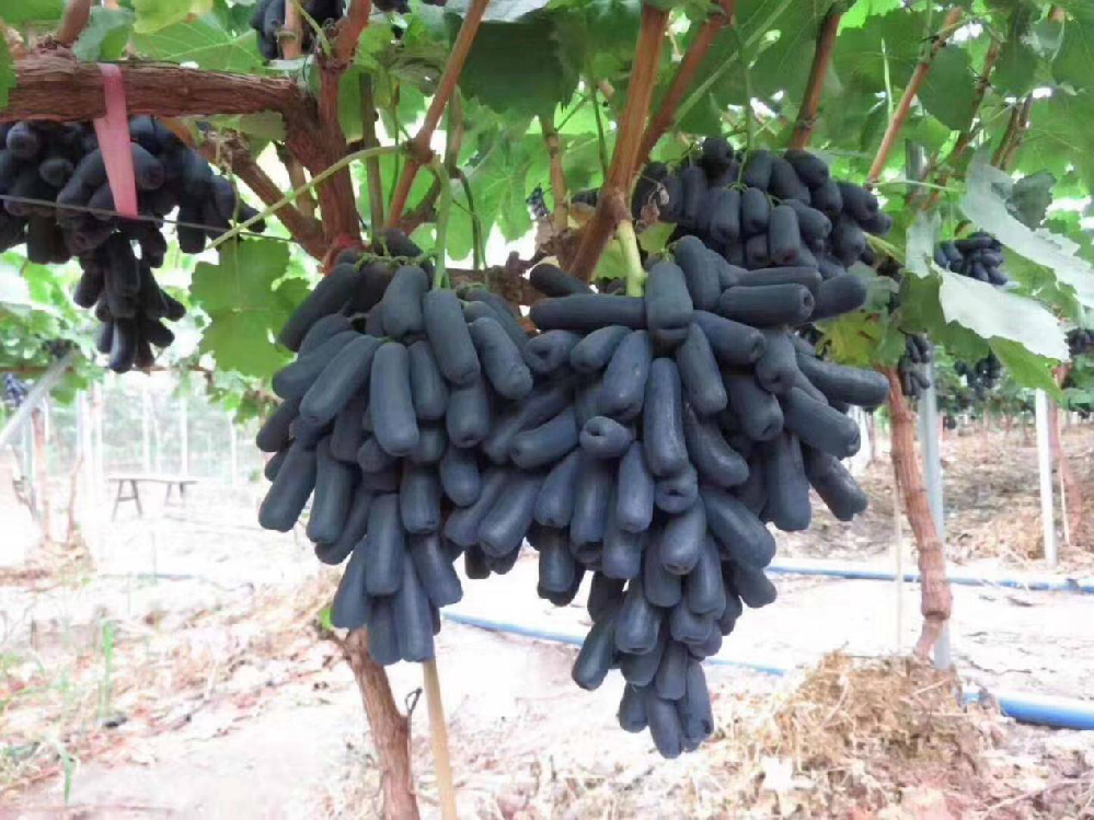 種植藍(lán)寶石葡萄，怎么使其高產(chǎn)呢？速看司普沃這篇文章