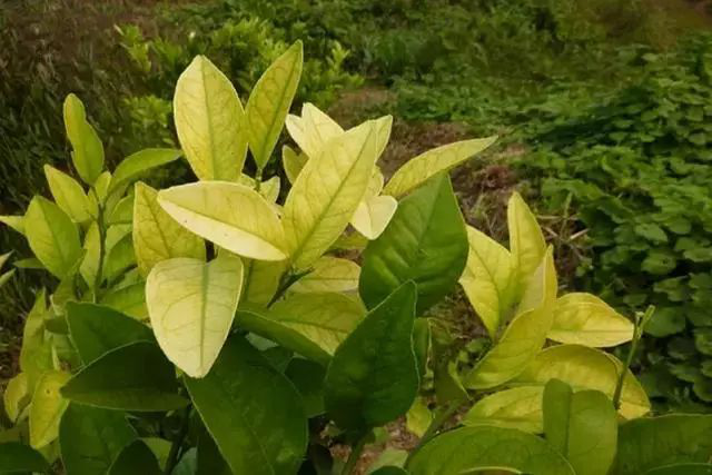 柑橘黃化是什么原因？我們?cè)撛鯓咏鉀Q？速看司普沃這篇文章