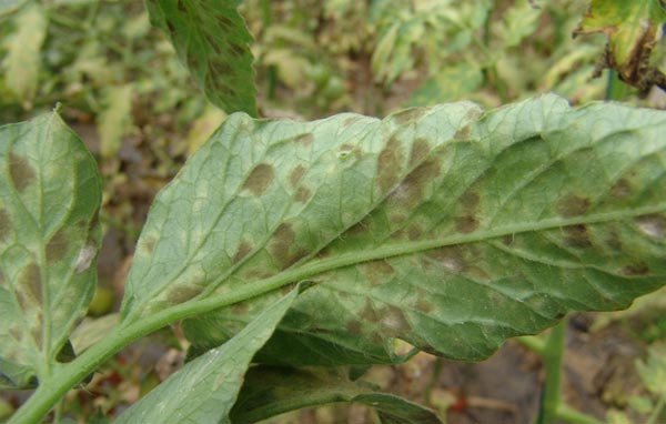 番茄煤霉病嚴(yán)重化怎么辦？司普沃來(lái)幫忙