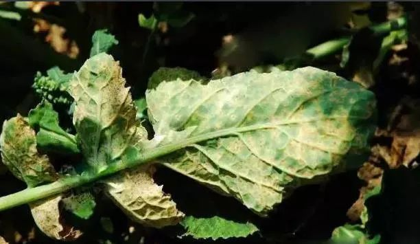 油菜白粉病嚴(yán)重化？如何防治？別急，司普沃給出了見(jiàn)解