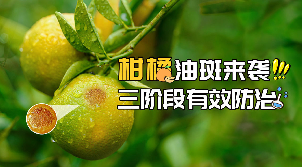 司普沃淺談柑橘油斑病的田間癥狀、誘發(fā)原因及預(yù)防措施