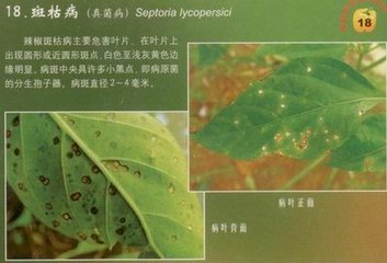 辣椒斑枯病的危害癥狀、傳播途徑、發(fā)病原因及防治措施