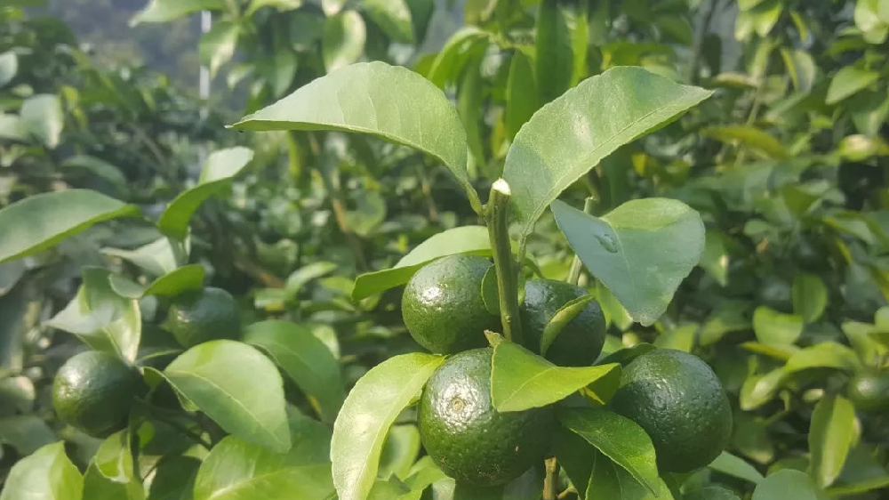 砂糖橘秋梢竟不老熟！這危害夠受嗎？司普沃來幫您