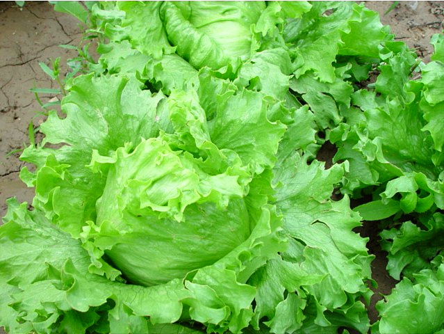 結球生菜不結球？愁壞農(nóng)戶！司普沃邀您一起找原因