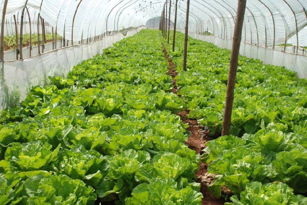 冬季蔬菜生長(zhǎng)緩慢，這該怎么辦？司普沃來(lái)幫您