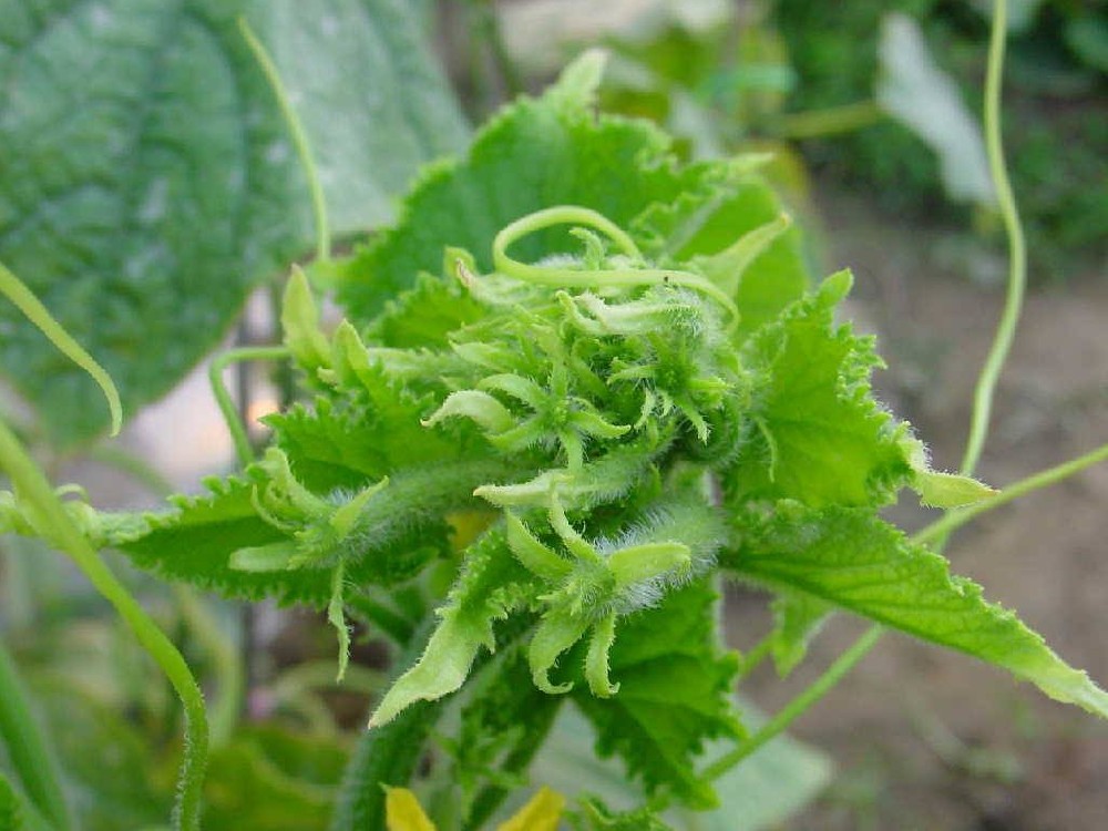 黃瓜出現(xiàn)花打頂？怎么辦？司普沃這5種辦法可補(bǔ)救