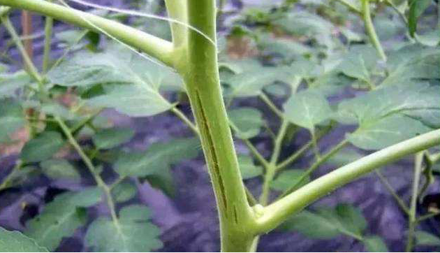番茄嫩莖開裂，糟糕的事情發(fā)生了，怎樣來(lái)預(yù)防它
