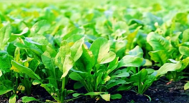 葉面追肥要用到點(diǎn)上，才能起到*大效果，勿做無(wú)用功