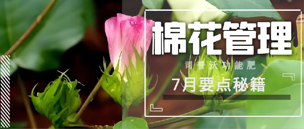 聚焦7月，新疆棉花管理秘籍