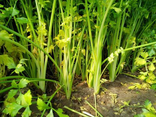 芹菜根系差，小老苗現(xiàn)象嚴(yán)重，速查原因和解決方法
