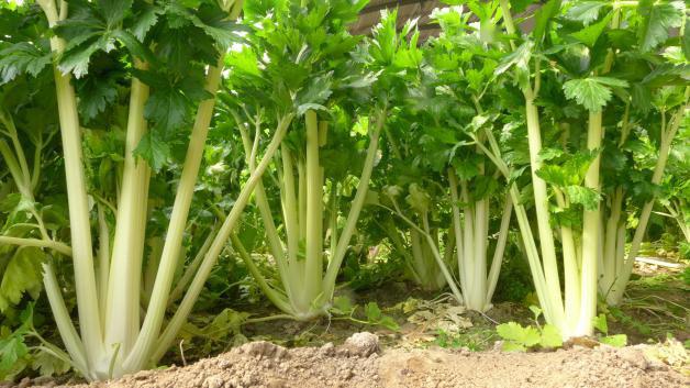預(yù)防芹菜空心開(kāi)裂的方法，找到了，速來(lái)觀看